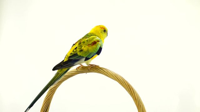 parrot (haematonotus psephotus) sing isolated on white screen
