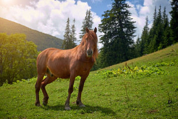 brown horse shows teeth against a green mountain valley.