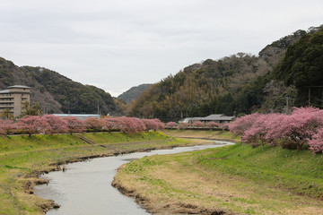 河津桜と菜の花の風景