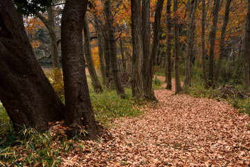 冬の日に林の中の小道を歩く