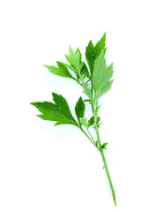 White Mugwort Close up