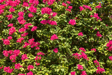 bush with bright green leaves and topical pink flowers