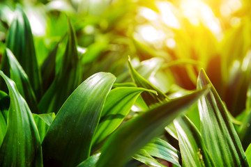 Nature spring background.