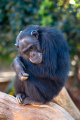 animales salvajes, Chimpancé