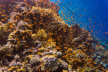 Naklejka na ściany i meble Coral reef an acropor with a flock of antias in sea underworld.