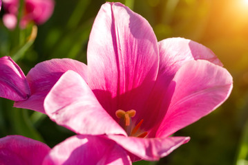 Beautiful spring sun Pink tulips