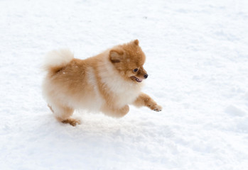 Funny little red Pomeranian on a walk in the Park in the winter