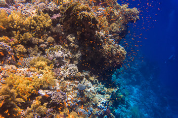 Fototapeta na wymiar Coral reef an acropor with a flock of antias in sea underworld.