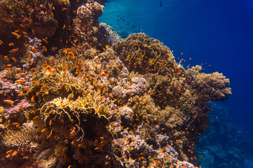 Naklejka na ściany i meble Coral reef with soft and hard corals with exotic fishes anthias on the bottom of tropical sea on blue water background