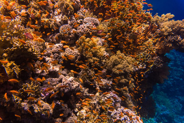 Fototapeta na wymiar Coral reef an acropor with a flock of antias in sea underworld.
