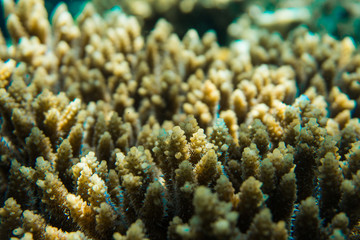 Coral reef and Sponges in the red Sea