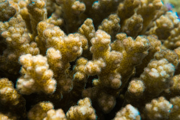 Fototapeta na wymiar Fire Corals reef at the Red Sea Egypt