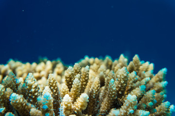Fire Corals reef at the Red Sea Egypt