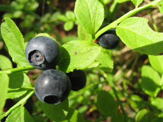 Черника в лесу