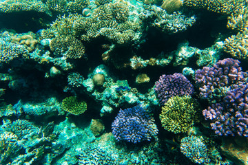 Naklejka na ściany i meble Underwater world. Coral fishes of Red sea. Egypt