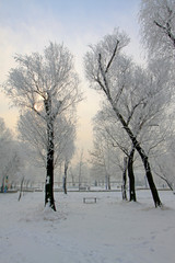Fototapeta na wymiar Rime scenery in a park