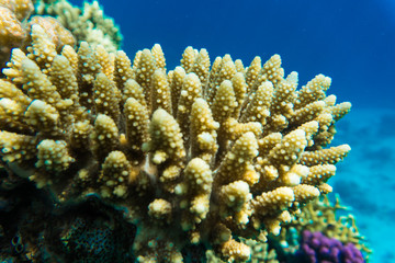 Underwater shooting. Coral reef and its inhabitants in Red Sea