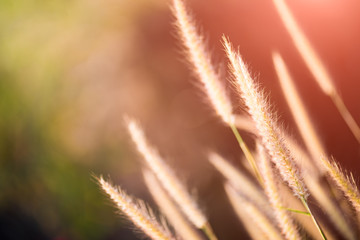 Close up grass flower during sunrise in the morning or sunset in evening.