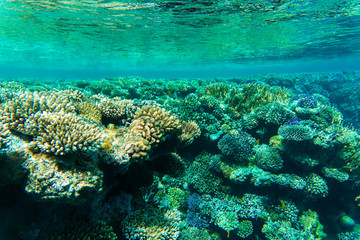Fototapeta na wymiar Underwater world. Coral fishes of Red sea. Egypt