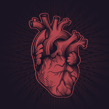 Human heart in engraving technique with star rays on dark background. Anatomically correct hand drawn line art. Tattoo, tee shirt print design. Vector illustration.