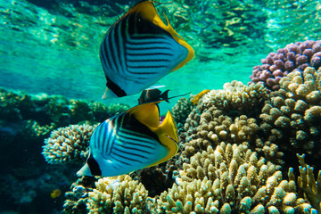 Fototapeta na wymiar Coral Reef Scene with Red Sea Raccoon Butterflyfishes. Egypt.