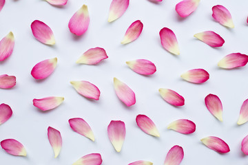 Lotus petals on white