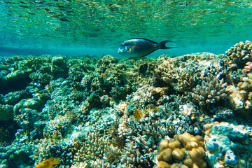 Fototapeta na wymiar Tropical Fish on Coral Reef in the Red Sea