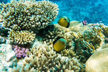 Wonderful and beautiful underwater world with corals and tropical fish in sea