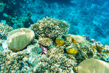 Naklejka na ściany i meble Sea or ocean underwater coral reef