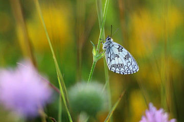 black and white butterfly on a meadow