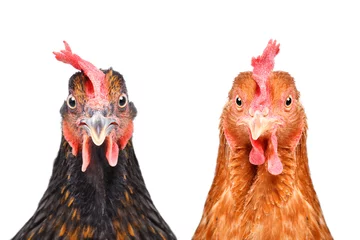 Foto op Plexiglas Twee kippen geïsoleerd op een witte achtergrond kijken naar de camera © sonsedskaya