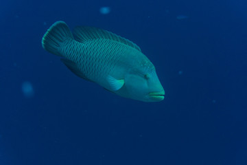 The humphead wrasse Cheilinus undulatus Napoleon fish, Napoleonfish in red sea underwater