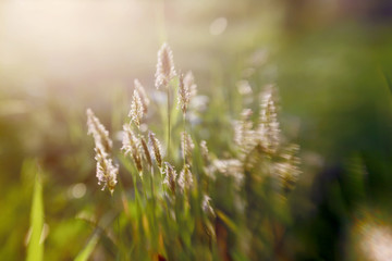 Wildblumenwiese im Wind