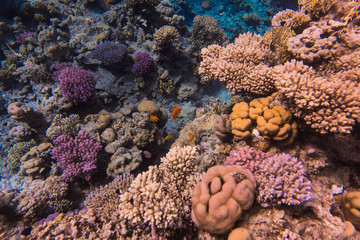 Tropical fishes on a beautiful coral reef garden in Red Sea