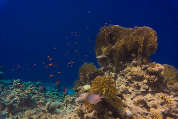 Fototapeta na wymiar Underwater scene with coral reef and fish photographed in shallow water, Red Sea, Egypt