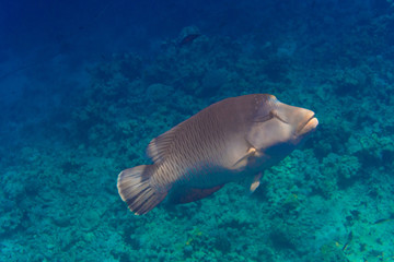 Large Napoleon Wrasse feeding on a tropical coral reef in sea