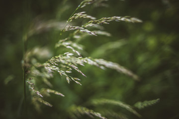 Zarte Grashalme im grünen Licht des Frühlings