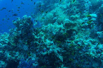 Naklejka na ściany i meble Tropical small red Fish on Coral Reef in the Red Sea