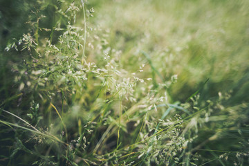Zarte Grashalme im grünen Licht des Frühlings