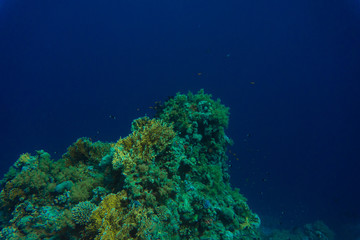Naklejka na ściany i meble Beautiful coral reef garden with fishes in Red Sea