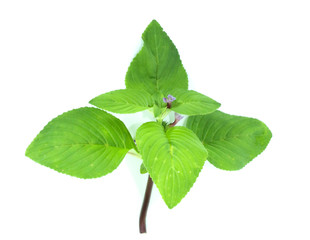 Fototapeta premium Limnophila rugosa Close up