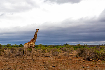 Male giraffe in the Kruger National Park in South Africa