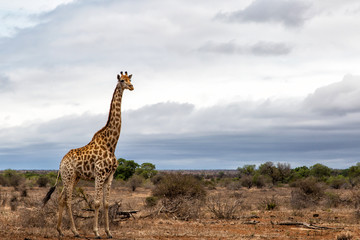Male giraffe in the Kruger National Park in South Africa