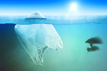Two dolphins swimming near plastic bag in the open sea