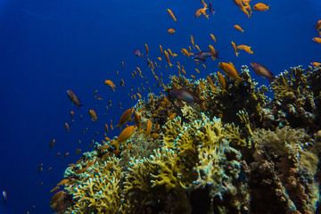 Obraz na płótnie Canvas Common Bigeye and other tropical fish on coral reef in the Red Sea