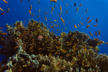 Beautiful coral reef garden with fishes in Red Sea