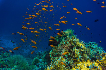 Tropical small red Fish on Coral Reef in the Red Sea