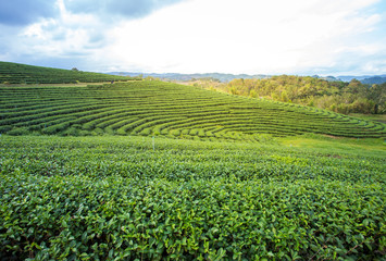 Fototapeta na wymiar Green tea plantation with golden light in the afternoon