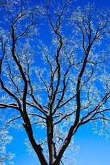 .Winter trees and blue sky in sunny, frosty weather