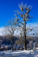 .Winter trees and blue sky in sunny, frosty weather